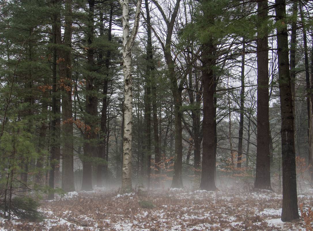 A walk in the park on a foggy afternoon.<br />Jan. 30, 2013 - Maudslay State Park, Newburyport, Massachusetts.