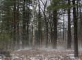 A walk in the park on a foggy afternoon.<br />Jan. 30, 2013 - Maudslay State Park, Newburyport, Massachusetts.