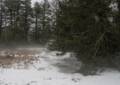 A walk in the park on a foggy afternoon.<br />Jan. 30, 2013 - Maudslay State Park, Newburyport, Massachusetts.
