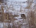 Bittern photographed from the North Pool Overlook.<br />Feb. 13, 2013 - Parker River National Wildlife Refuge, Plum Island, Massachusetts.