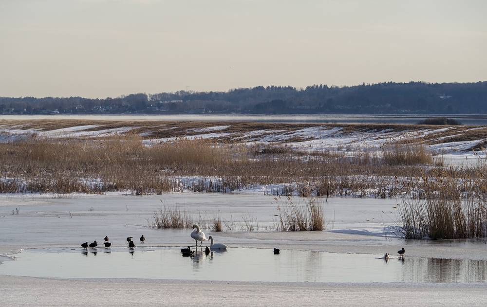 View from North Pool Overlook.<br />Feb. 13, 2013 - Parker River National Wildlife Refuge, Plum Island, Massachusetts.