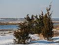 Hawk just past parking lot # 1 (didn't have long lens with me).<br />Feb. 15, 2013 - Parker River National Wildlife Refuge, Plum Island, Massachusetts.