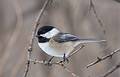 A chickadee.<br />Feb. 22, 2013 - Ipswich River Wildlife Sanctuary, Topsfield, Massachusetts.