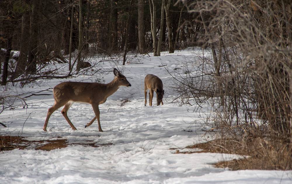 Deer.<br />Feb. 22, 2013 - Ipswich River Wildlife Sanctuary, Topsfield, Massachusetts.