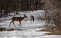 Deer.<br />Feb. 22, 2013 - Ipswich River Wildlife Sanctuary, Topsfield, Massachusetts.