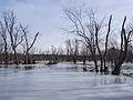 Feb. 22, 2013 - Ipswich River Wildlife Sanctuary, Topsfield, Massachusetts.