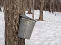 First stage of maple syrup production.<br />Feb. 22, 2013 - Ipswich River Wildlife Sanctuary, Topsfield, Massachusetts.