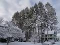 The morning after a sitcky snowfall.<br />Feb. 25, 2013 - Merrimac, Massachusetts.