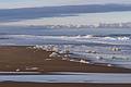 A walk off parking lot # 3.<br />Feb. 26, 2013 - Parker River National Wildlife Refuge, Plum Island, Massachusetts.