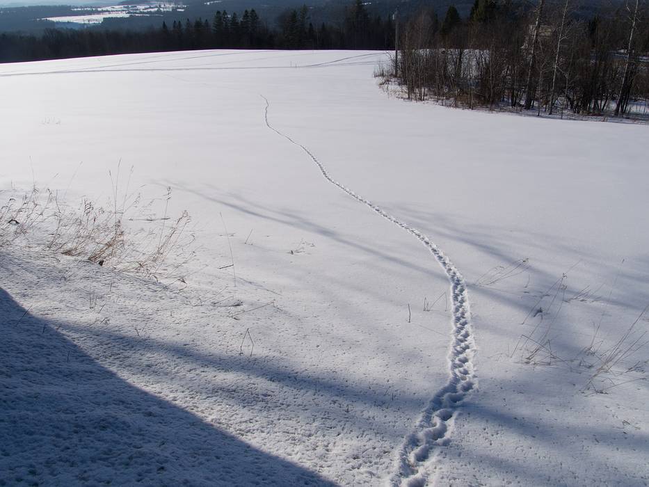 Some animal trail off Darling Hill Road near the Wildflower Inn.<br />March 5, 2013 - Lyndonville, Vermont.