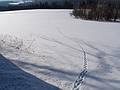 Some animal trail off Darling Hill Road near the Wildflower Inn.<br />March 5, 2013 - Lyndonville, Vermont.