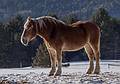 Belgian horse on farm next to the Wildflower Inn.<br />March 5, 2013 - Lyndonville, Varmont