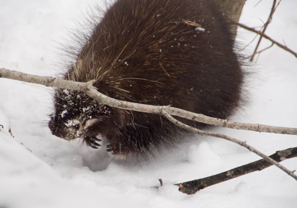 A porcupine staring up at me.<br />On the Darling Hill Nordic Trails.<br />March 6, 2013 - Lyndonville, Vermont.