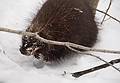 A porcupine staring up at me.<br />On the Darling Hill Nordic Trails.<br />March 6, 2013 - Lyndonville, Vermont.