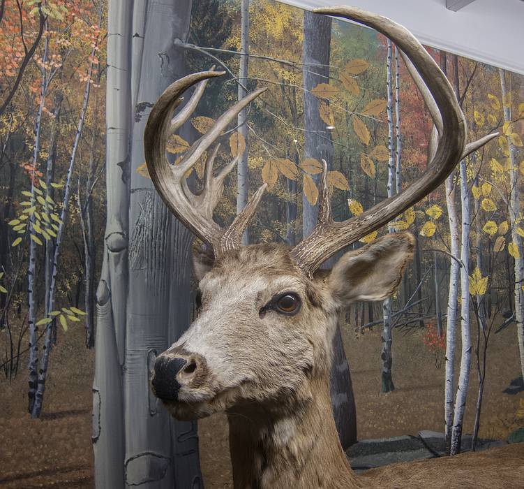 March 7, 2013 - At the Fairbanks Museum in St. Johnsbury, Vermont.
