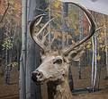 March 7, 2013 - At the Fairbanks Museum in St. Johnsbury, Vermont.