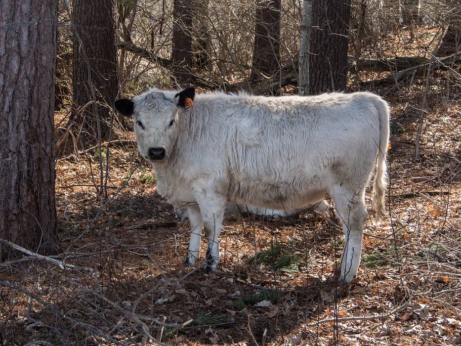 March 13, 2013 - Appleton Farms, Ipswich, Massachusetts