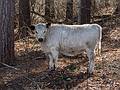 March 13, 2013 - Appleton Farms, Ipswich, Massachusetts