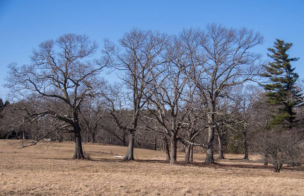 March 13, 2013 - Appleton Farms, Ipswich, Massachusetts