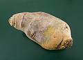 Rutabaga.<br />March 23, 2013 - Merrimac, Massachusetts.
