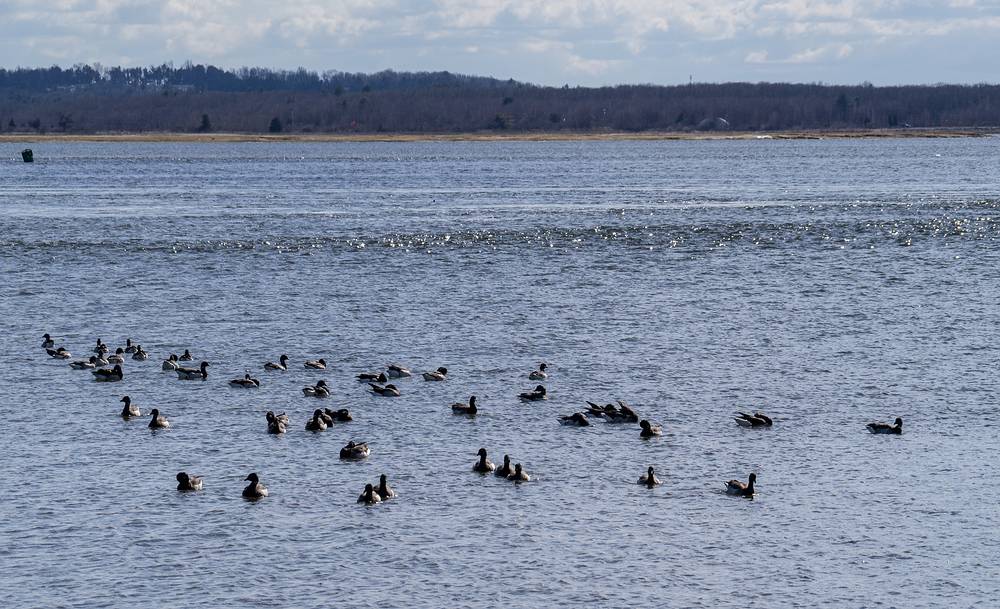 Brant geese.<br />March 26, 2013 - Salisbury Beach State Reservation, Salisbury, Massachusetts.