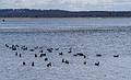 Brant geese.<br />March 26, 2013 - Salisbury Beach State Reservation, Salisbury, Massachusetts.