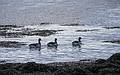 Brant geese.<br />March 26, 2013 - Salisbury Beach State Reservation, Salisbury, Massachusetts.