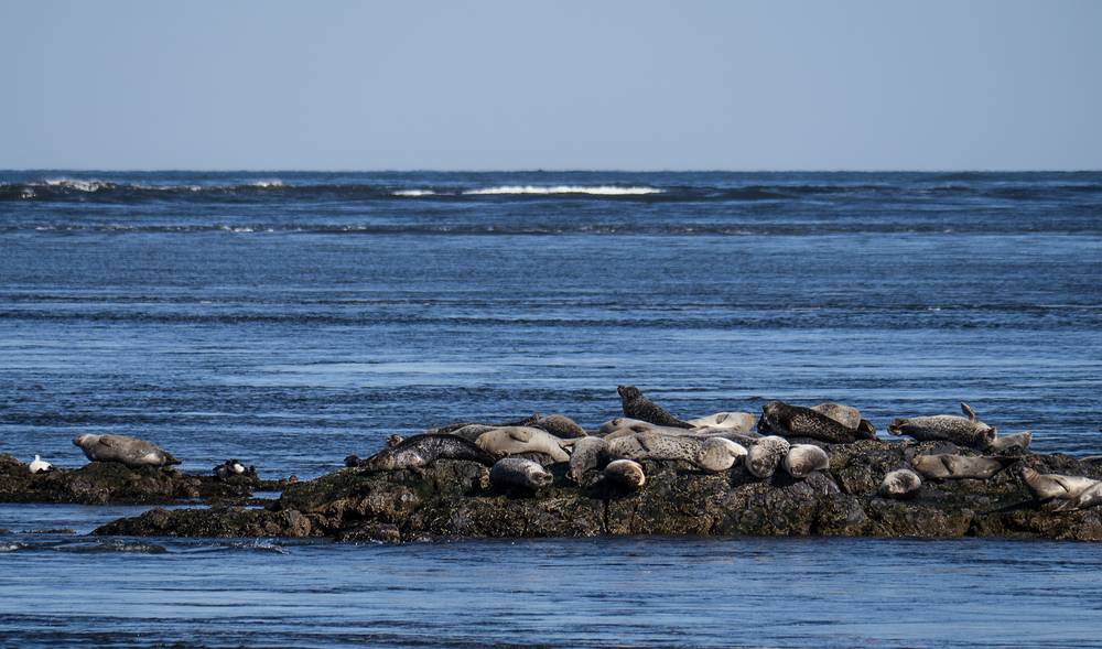 Seals in the Merrimack River.<br />March 26, 2013 - Salisbury Beach State Reservation, Salisbury, Massachusetts.