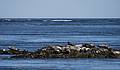 Seals in the Merrimack River.<br />March 26, 2013 - Salisbury Beach State Reservation, Salisbury, Massachusetts.