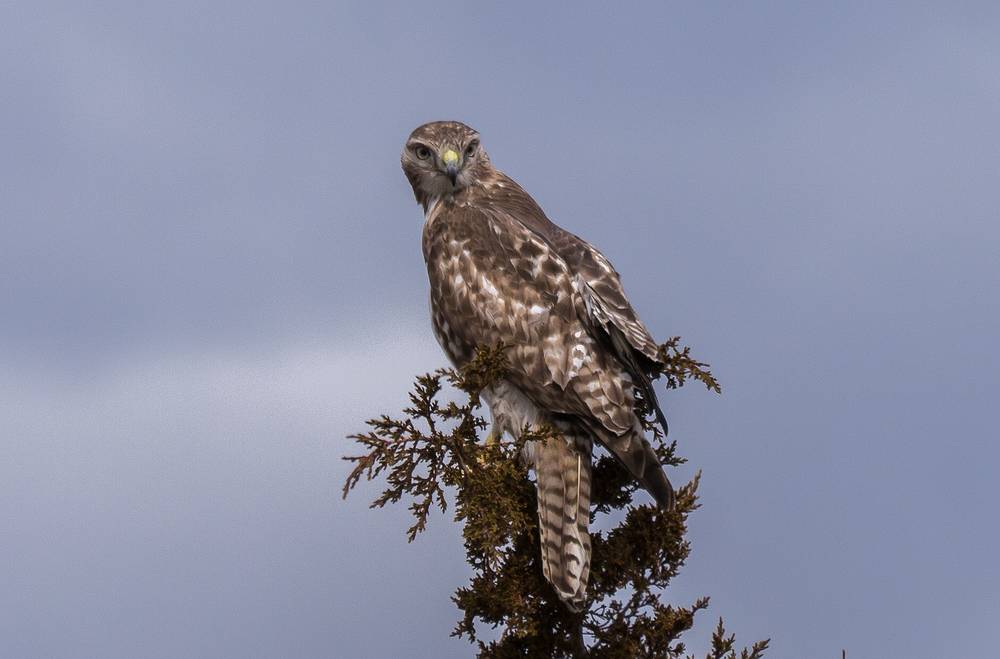 Red-tailed Hawk.<br />March 28, 2013 - Parker River National Wildlife Refuge, Plum Island, Massachusetts.