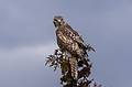Red-tailed Hawk.<br />March 28, 2013 - Parker River National Wildlife Refuge, Plum Island, Massachusetts.