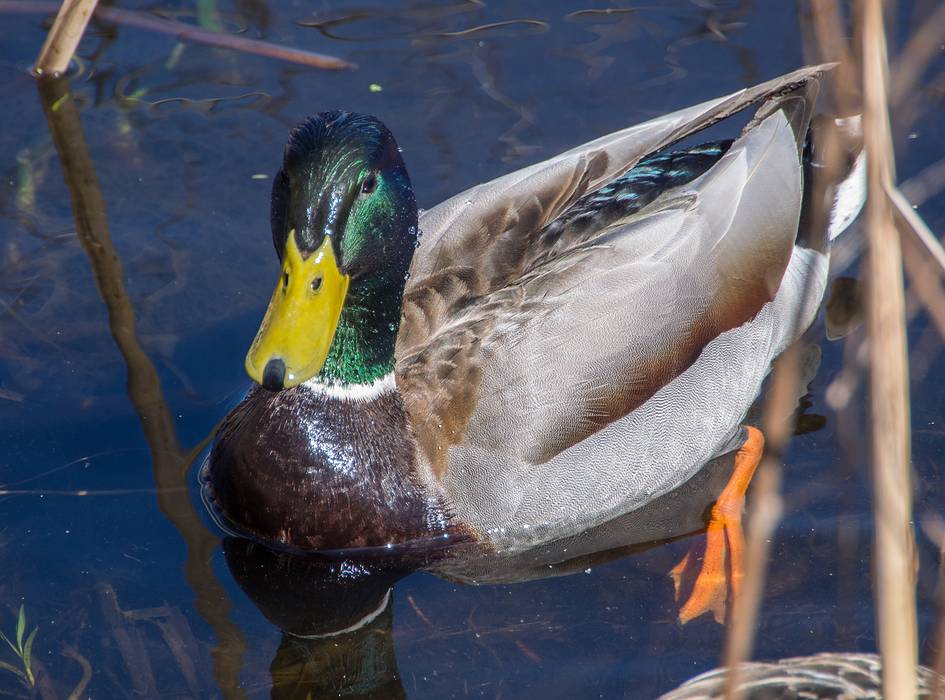 Mallard.<br />Audubon Ipswich River Sanctuary.<br />April 4, 2013 - Topsfield, Massachusetts.