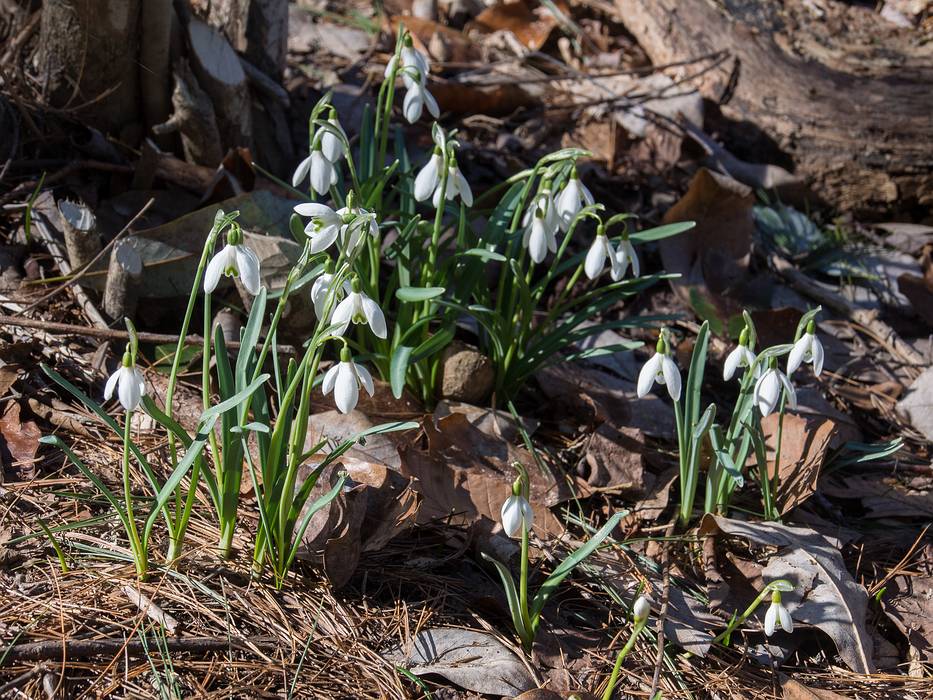 Snowdrops.<br />Audubon Ipswich River Sanctuary.<br />April 4, 2013 - Topsfield, Massachusetts.