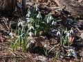 Snowdrops.<br />Audubon Ipswich River Sanctuary.<br />April 4, 2013 - Topsfield, Massachusetts.