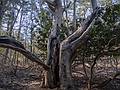 An old, splintered tree.<br />Audubon Ipswich River Sanctuary.<br />April 4, 2013 - Topsfield, Massachusetts.