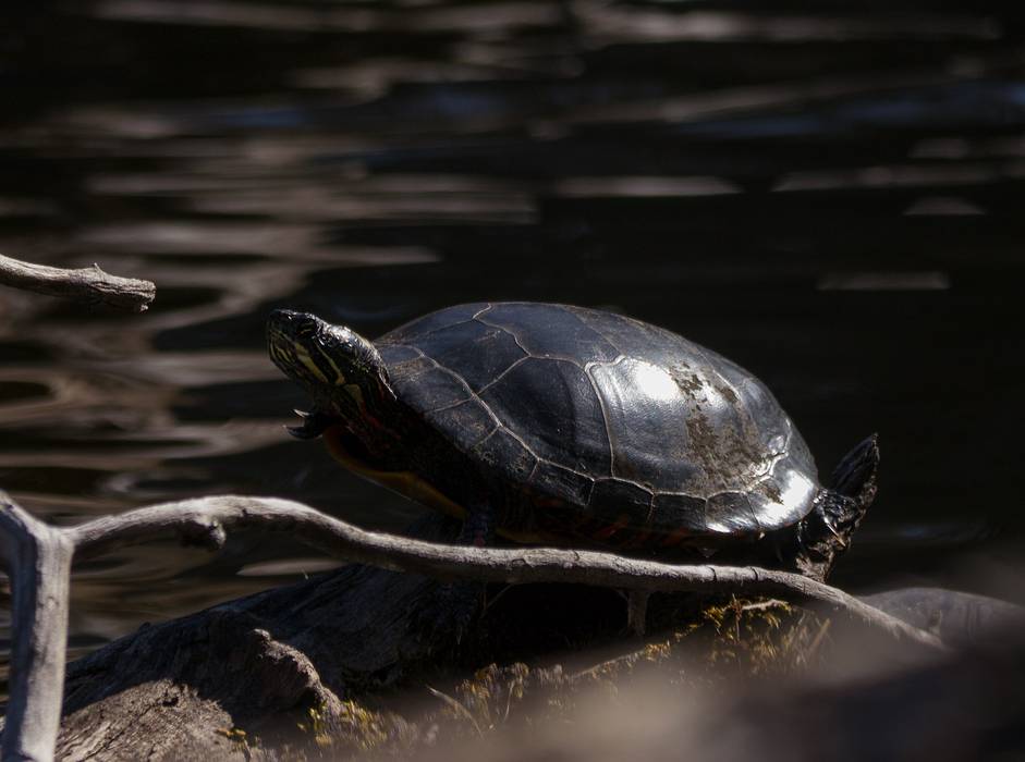 A turtle.<br />Audubon Ipswich River Sanctuary.<br />April 4, 2013 - Topsfield, Massachusetts.