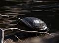A turtle.<br />Audubon Ipswich River Sanctuary.<br />April 4, 2013 - Topsfield, Massachusetts.