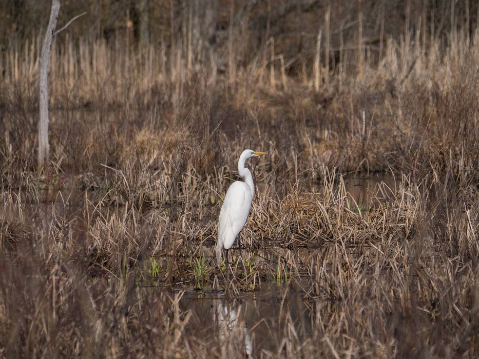 Egret.<br />Audubon Ipswich River Sanctuary.<br />April 4, 2013 - Topsfield, Massachusetts.