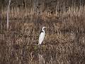 Egret.<br />Audubon Ipswich River Sanctuary.<br />April 4, 2013 - Topsfield, Massachusetts.
