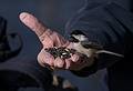 A chickadee with seed from John's hand.<br />Audubon Ipswich River Sanctuary.<br />April 4, 2013 - Topsfield, Massachusetts.