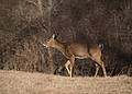 Deer.<br />Audubon Ipswich River Sanctuary.<br />April 4, 2013 - Topsfield, Massachusetts.