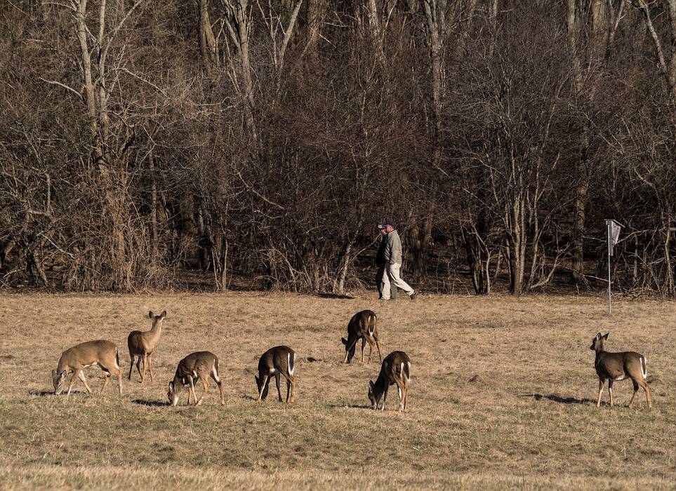 Deer keeping an eye on some visitors.<br />Audubon Ipswich River Sanctuary.<br />April 4, 2013 - Topsfield, Massachusetts.