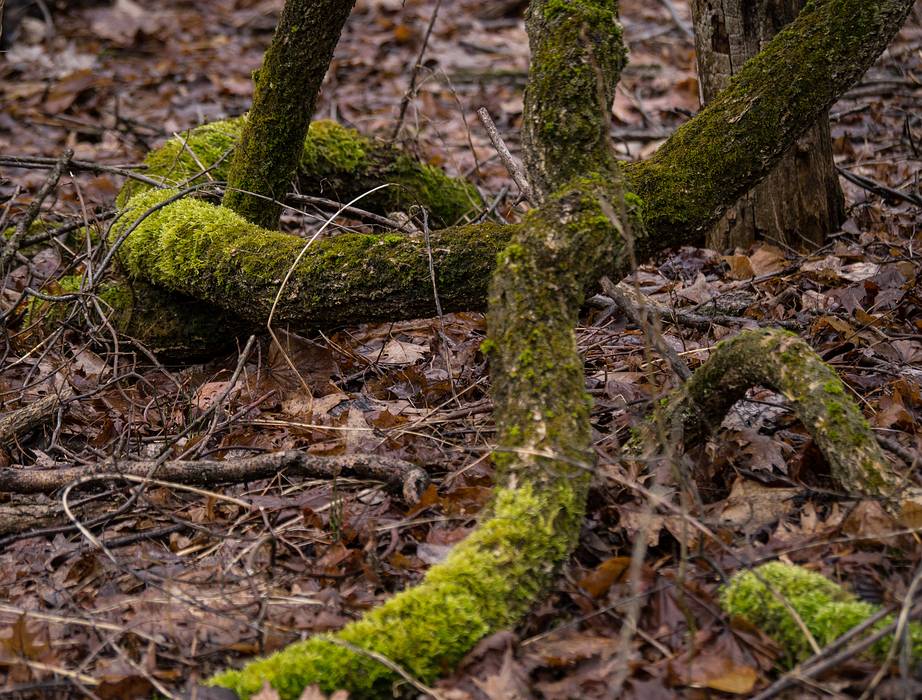 Moss on tree trunks and roots.<br />April 13, 2013 - Audubon Ipswich River Sancturary, Topsfield, Massachusetts.