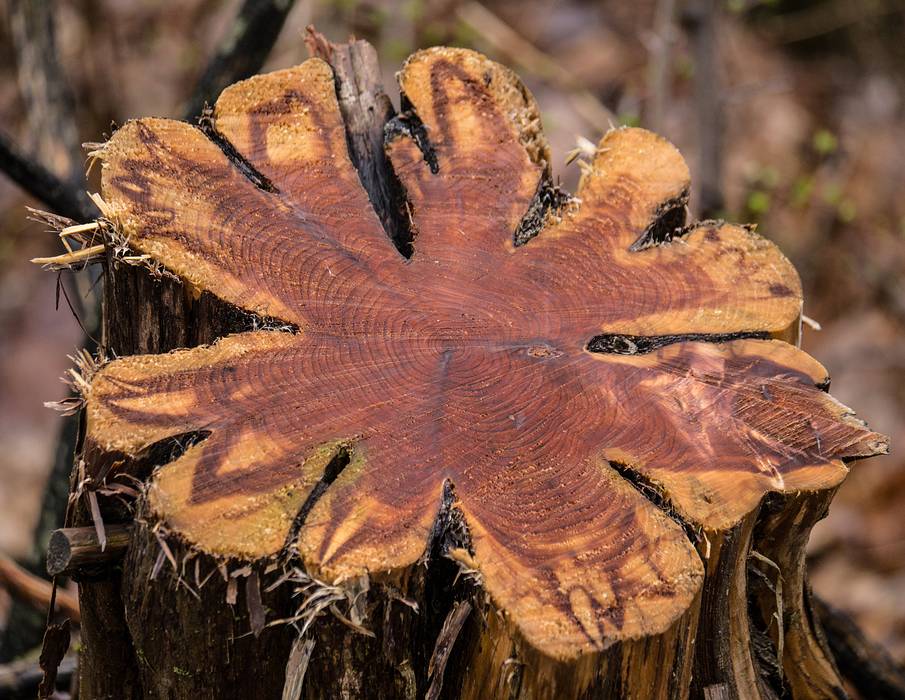 A cut cedar?<br />April 13, 2013 - Audubon Ipswich River Sancturary, Topsfield, Massachusetts.