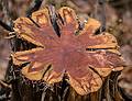 A cut cedar?<br />April 13, 2013 - Audubon Ipswich River Sancturary, Topsfield, Massachusetts.