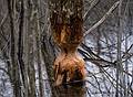 Beaver's work.<br />April 13, 2013 - Audubon Ipswich River Sancturary, Topsfield, Massachusetts.