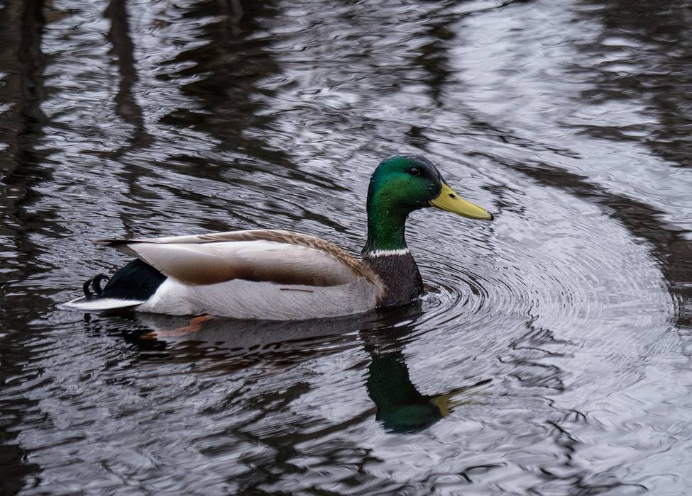 Mallard.<br />April 13, 2013 - Audubon Ipswich River Sancturary, Topsfield, Massachusetts.