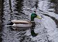Mallard.<br />April 13, 2013 - Audubon Ipswich River Sancturary, Topsfield, Massachusetts.
