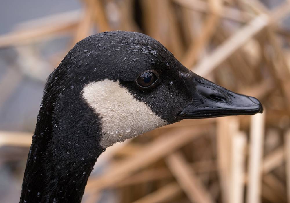 Canada goose.<br />April 13, 2013 - Audubon Ipswich River Sancturary, Topsfield, Massachusetts.