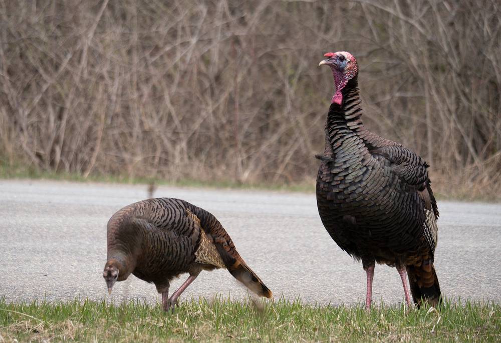 Turkeys.<br />April 13, 2013 - Parker River National Wildlife Refuge, Plum Island, Massachusetts.